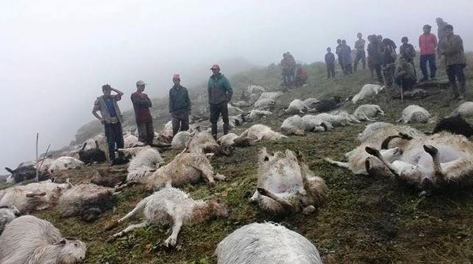बाजुराको चुथीको जङ्गलमा चट्याङ लागेर ५२ भेडाको मुत्यू, रेडियो बार्जुको स्टेशनमा पनि ठूलो क्षति
