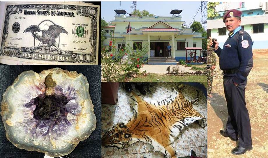 कोहलपुर प्रहरीको सक्रियता जारि : एकै दिन बाघको छाला, ढुंगा र १० लाख डलर वाला पक्राउ